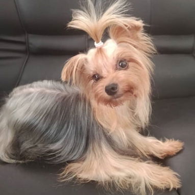 (((  YORKSHIRE TERRIER HEMBRAS CON PEDIGREE ORIGEN GARANTIZADO ))) - Img 125452595
