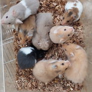 Variedad de hamster( pequeños y grandes). Jaulas. Pienso. Comederos. Ruedas - Img 54561874