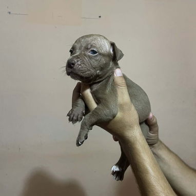 PITBULL - Img 124449260
