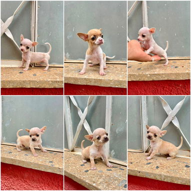 🐾💙🐶 ¡CHIHAHUAS AMBOS SEXOS! ❤️🐶    BETTY MASCOTAS WHATSAPP 52506841 💙🐾 - 5/7