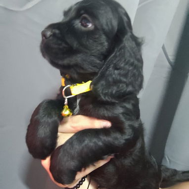 Cocker spaniel - Img 122665978