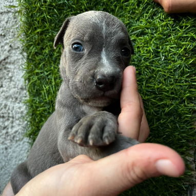 PITBULL,ambos sexos,en 150 USD o equivalente,TENGO MENSAJERÍA,tienen 40 días y están desparacitados - Img 126171280
