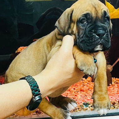 BOXER 😍😍 - Img 122061476