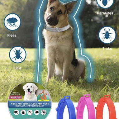 Collares y correas para perros - Img 124167775