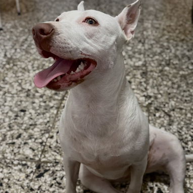 Pitbull blanca red nose - 2/2