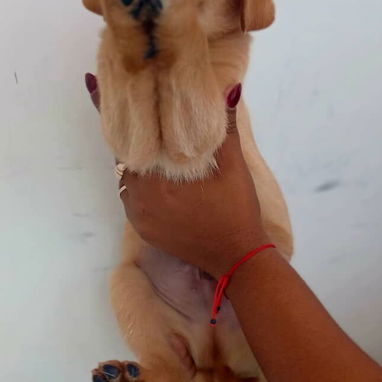 Labrador retriver - Img 122294545