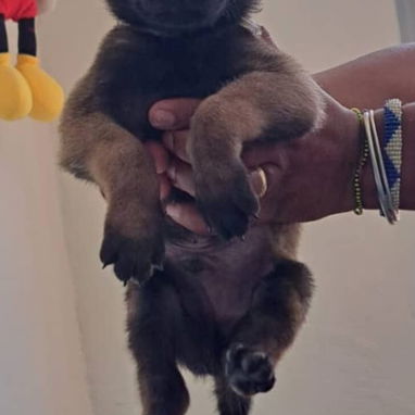 PASTOR MALINOIS,ambos sexos,en 150 USD o equivalente(ACEPTO TRANSFERENCIA)TENGO MENSAJERÍA,de 35 días y desparacitados - Img 123314145