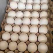 VENTA DE HUEVOS HABANA - MAYORISTA 😱✅️ - Img 55800008