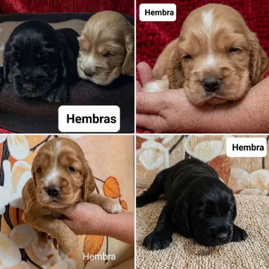 💜💜💜* 🐶¿BUSCAS UN CACHORRO?* EN BETTY MASCOTAS TE AYUDAMOS A ENCONTRAR TÚ FIEL COMPAÑERO WHATSAPP 52506841  💜💜💜 - Img 123031873