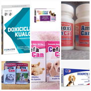 Antibióticos para Perros y Gatos - Img 54868012