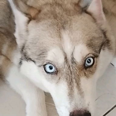Vendo huskys siberianos 100 usd - 7/8