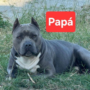 PITBULL,machos,en 170 USD o equivalente en moneda nacional,TENGO MENSAJERÍA,tienen 40 días y están desparacitados - 3/4