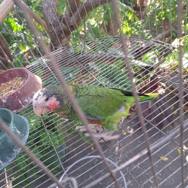 🦜 COTORRAS DE 4 MESES EN VENTA 💚  ✅ 5 cotorras disponibles 🐦 1 perdió un ojo   💵 Precio por cotorra: 200 USD - 2/4