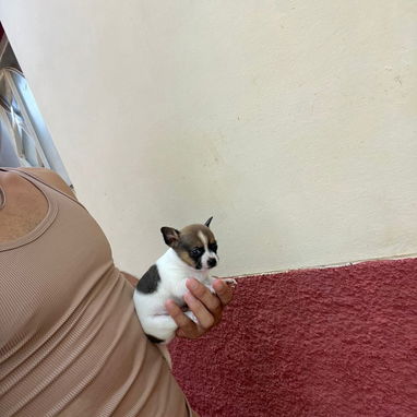 SHIHUAHUA MINI,macho,en 150 USD o equivalente(ACEPTO TRANSFERENCIA)TENGO MENSAJERÍA,tiene 55 días y está desparacitado. - Img 122734773