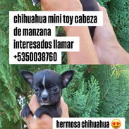 chihuahua mini toy cabeza de manzana - Img 57447452