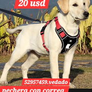 52957459 Pechera con correa perros grandes...20usd Collar de entrenamiento7 usd CORREA --2800 CADENA DE ACERO-----8 usd - Img 55940985