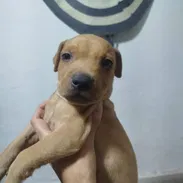PITBULL,de ambos sexos,en 120 USD o equivalente en moneda nacional,TENGO MENSAJERÍA,tienen 48 días y están desparacitado - Img 58045181