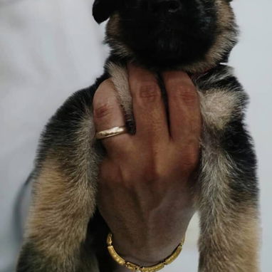 Cachorros pastor alemán legítimos!!!!! - Img 126326889