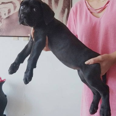 CANE CORSO CON PEDIGREE - Img 125279891