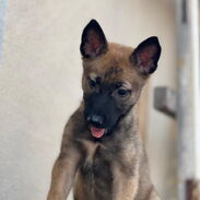 Hermoso cachorro pastor belga Malinois, excelente genética - Img 45488888