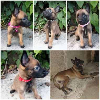 💜💜💜* 🐶¿BUSCAS UN CACHORRO?* TE AYUDAMOS A ENCONTRAR TÚ FIEL COMPAÑERO WHATSAPP 58746643 💜💜💜. - Img 122998768