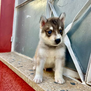 HUSKY SIBERIANOS,ambos sexos,en 150 USD o equivalente,TENGO MENSAJERÍA,tienen 48 días y están desparacitados. - 10/10