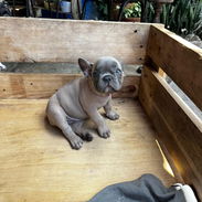 Bulldog frances hembra - Img 54540844