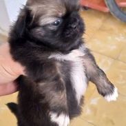 Cachorro pequines - Img 55683113