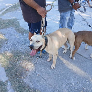 Cachorros pitbull - Img 126263333