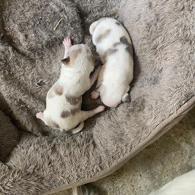 Proximamente Chihuahuas minis blancos - Img 125233379