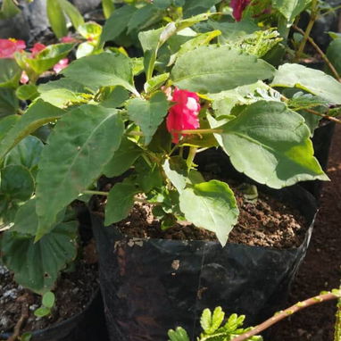 Venta plantas ornamentales - Img 119199647