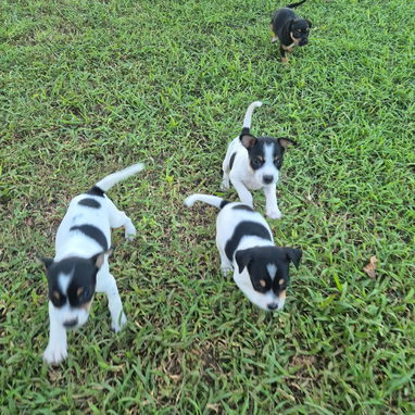 Cachorros de perro ratonero - 5/7