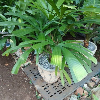 Trabajo en jardinería - 3/10
