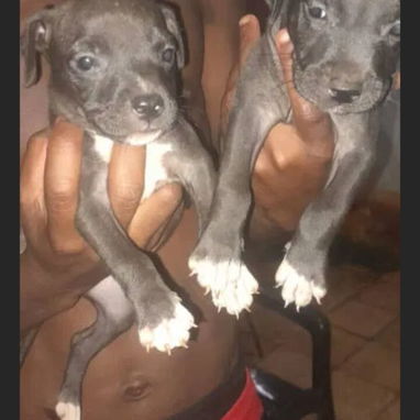 Varias razas de cachorros desparasitados disponible - Img 123828584