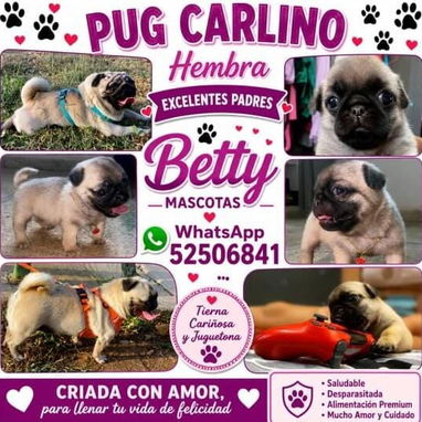 🐾 CACHORRITOS DISPONIBLES BETTY MASCOTAS WHATSAPP 52506841 🐾 - 4/9