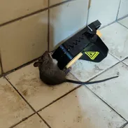 Ratoneras fáciles usar - Img 55335780