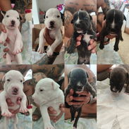 ✨ ¡Camadita de cachorros Pitbull disponible! ✨ - Img 57058986