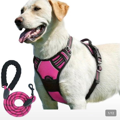 Paseo y Seguridad para mascotas - 10/10