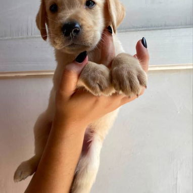 Hermosos cachorros labrador retriever 🐾 - Img 125693292