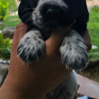 Cocker Spaniel inglés - Img 124296828