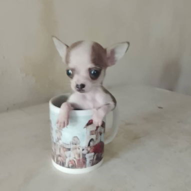 🐾💙🐶 ¡CHIHAHUAS AMBOS SEXOS! ❤️🐶    BETTY MASCOTAS WHATSAPP 52506841 💙🐾 - 6/7