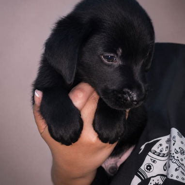 Cachorros labradores - Img 125502794