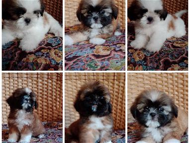 <<< Shih Tzu, cachorras hembras con pedigrí en venta. 52506841 76930613 BETTY MASCOTAS >>> - Img main-image-44960960
