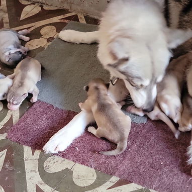 Husky en venta - Img 122514446