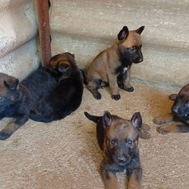 Perros de puras razas - Img 121332329