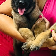 PASTORES BELGA MALINOIS - Img 56075528