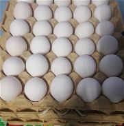 Huevos importados - Img 45774888