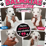 🐶✨ ¡ DÁLMATAS AMBOS SEXOS WHATSAPP 58746643 ! 🐶✨ - Img 56448439
