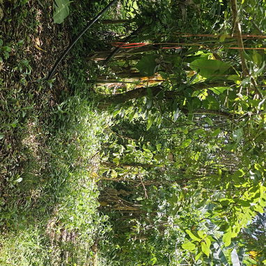 En venta finca en jovellanos con casa de mampostería - Img 124509201