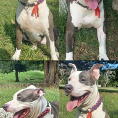 PITBULL,hembras,en 150 USD o equivalente(ACEPTO TRANSFERENCIA)TENGO MENSAJERÍA,tienen 48 días y están desparacitados - Img 123315229